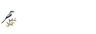 Kuwait Wildlife l الحياة البرية الكويتية